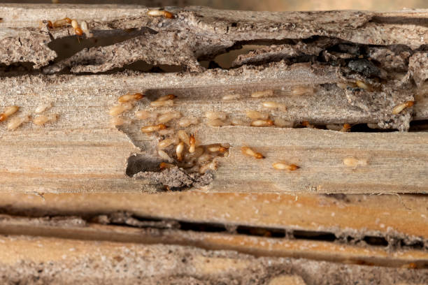 Best Exterminator Services  in Lemont, PA